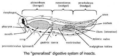 STRUCTURE AND FUNCTIONS OF DIGESTIVE SYSTEM
