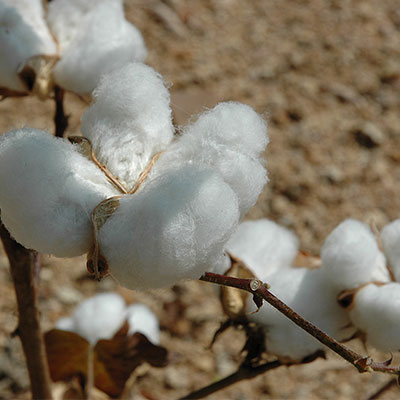 Cotton: how many types actually are there?