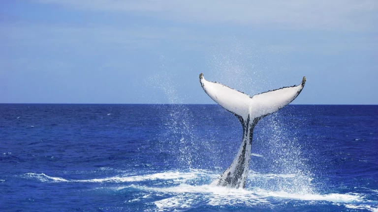 Whale Watching in Phillip Island