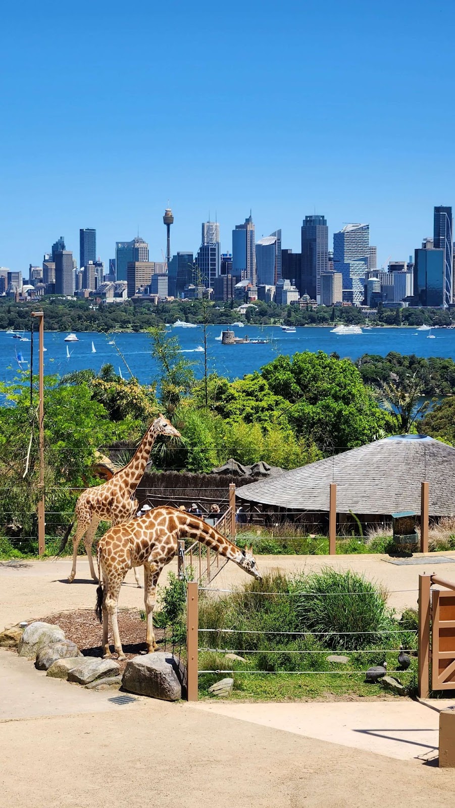 5 Things To Do With Kids In Sydney | Stay At Home Mum