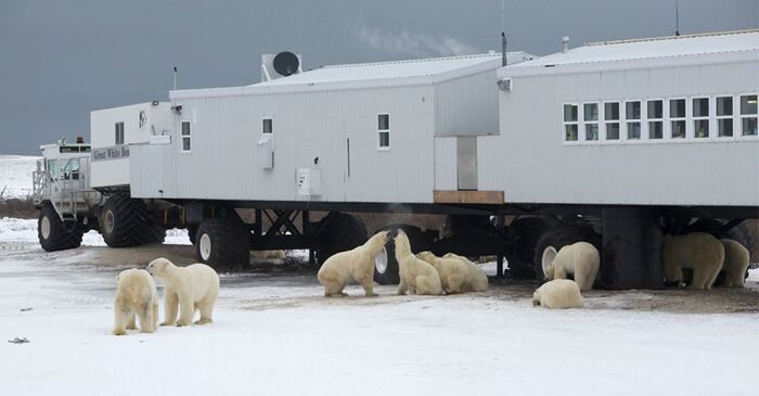 Tour du lịch Canada - TThủ đô gấu Bắc cực Churchill, Manitoba