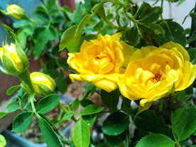 Hoa hồng leo, hoa sứ, hương thảo ,từ la lan ,huệ, cẩm tú cầu ,hồng môn - 16
