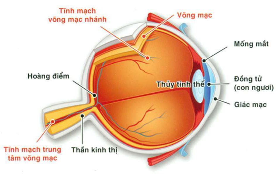 Hệ thống tĩnh mạch võng mạc