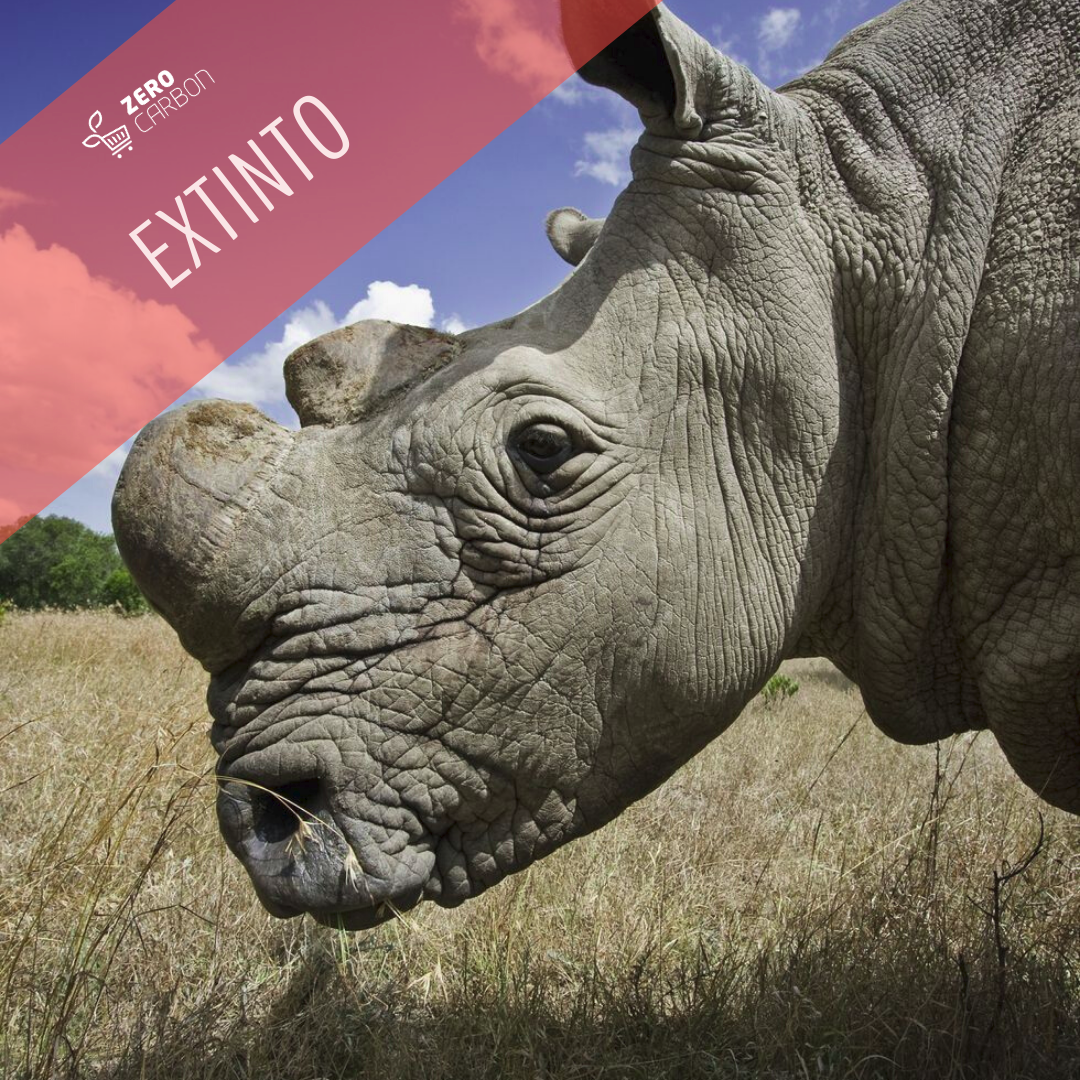 Animais extintos: Rinocerontes Brancos do Norte