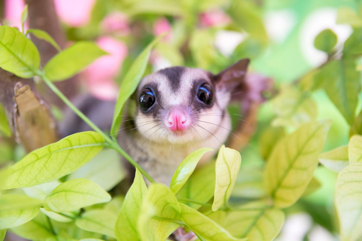 Can Sugar Gliders Eat Pineapple