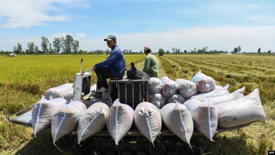 Nông dân đang thu hoạch lúa ở Cần Thơ. Việt Nam là một trong những quốc gia xuất khẩu gạo lớn nhất thế giới