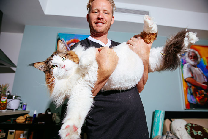 The Largest Cat In NYC Who Weighs 28 Lbs And Is Larger Than Most Bobcats