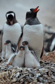 The climate “winners” gentoo penguins, an adult with chicks from the... |  Download Scientific Diagram