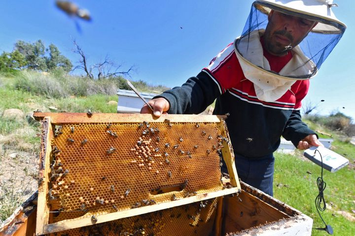 Beekeeper Elias Chebbi lives in Beja province, northern Tunisia (April 8, 2022).  (FETHI BELAID / AFP)