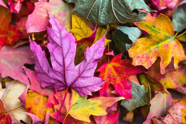 fall full coloured leaves