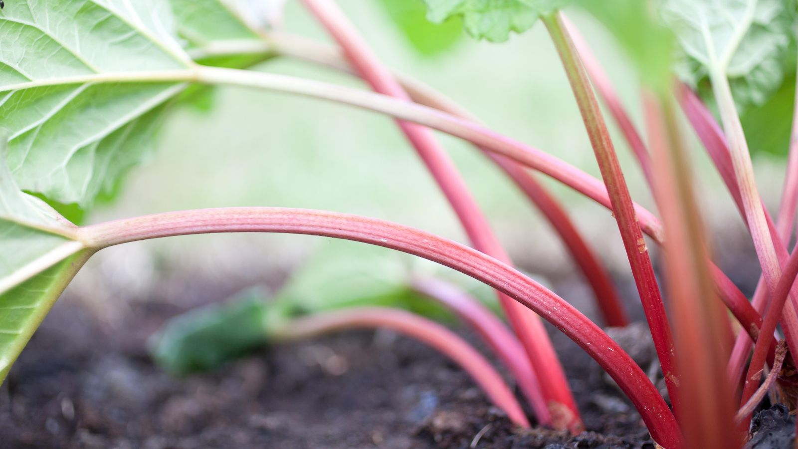 Fertilizing for Rhubarb