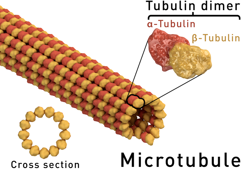 Fichier:Microtubule structure.png