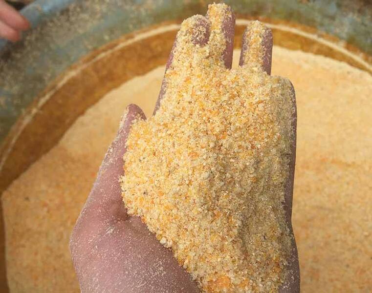Làm chế phẩm sinh vật bằng cách lên men bột ngô