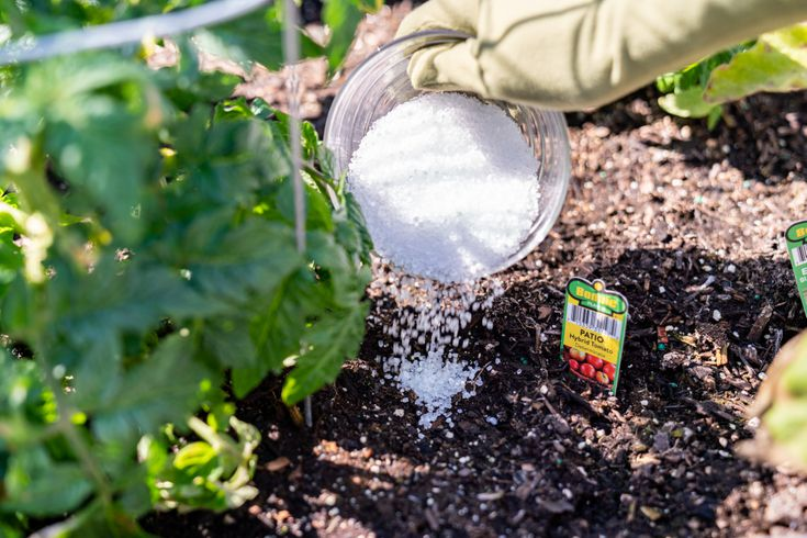 Add Epsom salt to minimize transplant stress