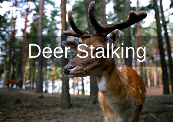 deer stalking cover