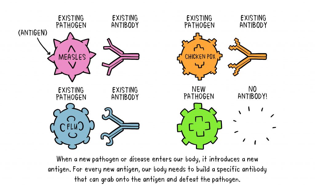 vaccines-antibody