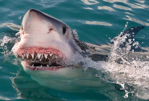 http://img.webmd.com/dtmcms/live/webmd/consumer_assets/site_images/articles/health_tools/slideshow_things_that_scare_the_pants_off_you/493ss_thinkstock_rf_great_white_shark_breaching.jpg