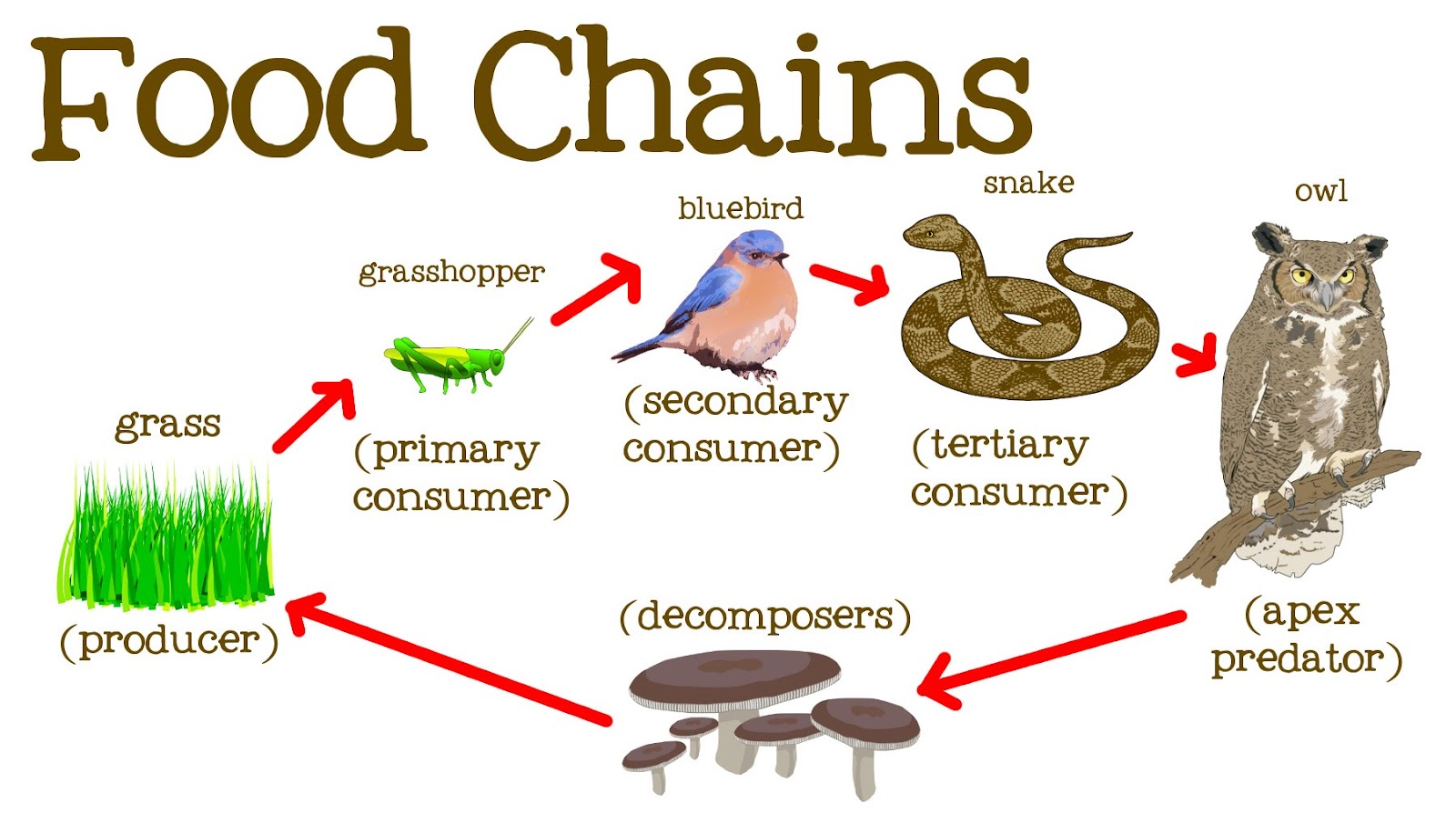 Image result for food chain