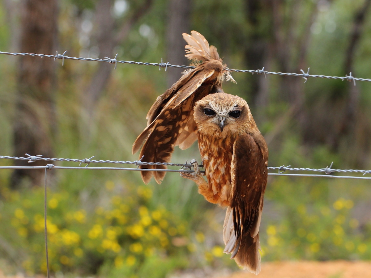 Southern Boobook on Barbed Wire