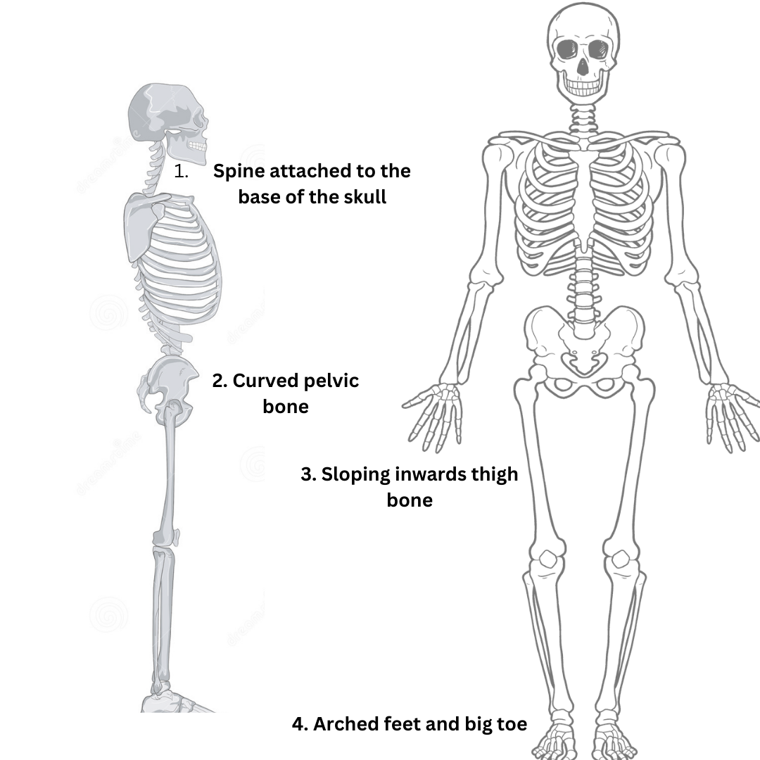 Image of our bodies' evolutionary hallmarks
