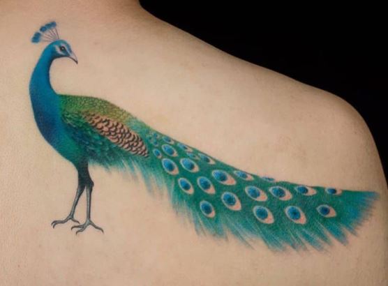Peacock on shoulder tattoo 