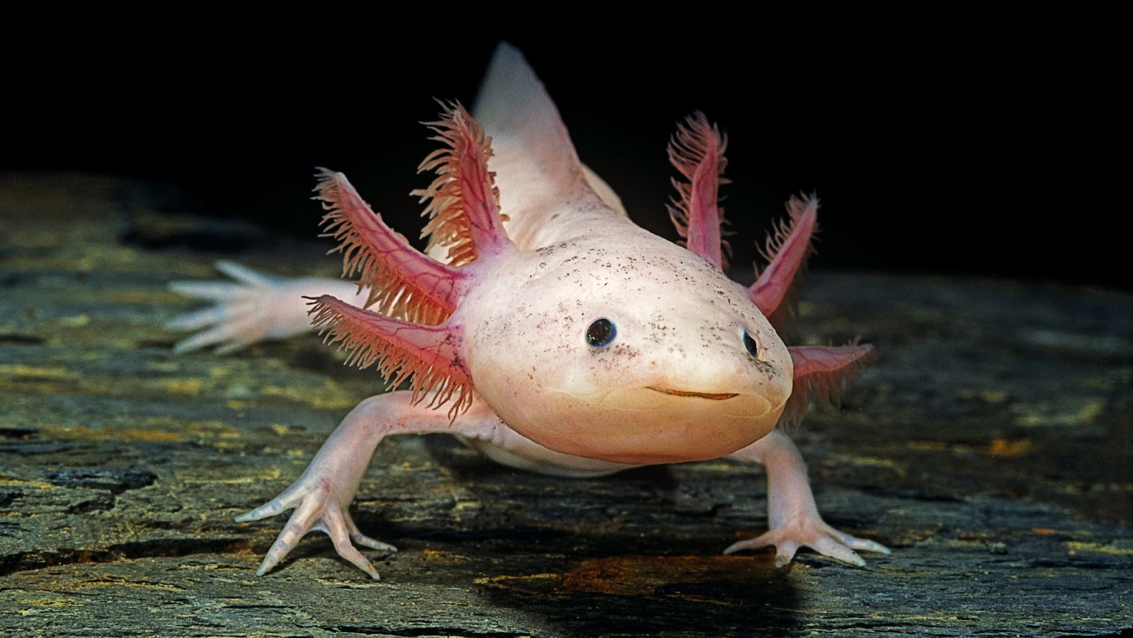 Do Axolotls Have Teeth