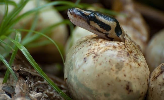 REPODUCCION DE LOS VERTEBRADOS-externa-reptiles