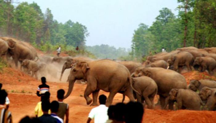 বাঁকুড়ায় হাতির তাণ্ডব ঠেকাতে গিয়ে আহত ৪