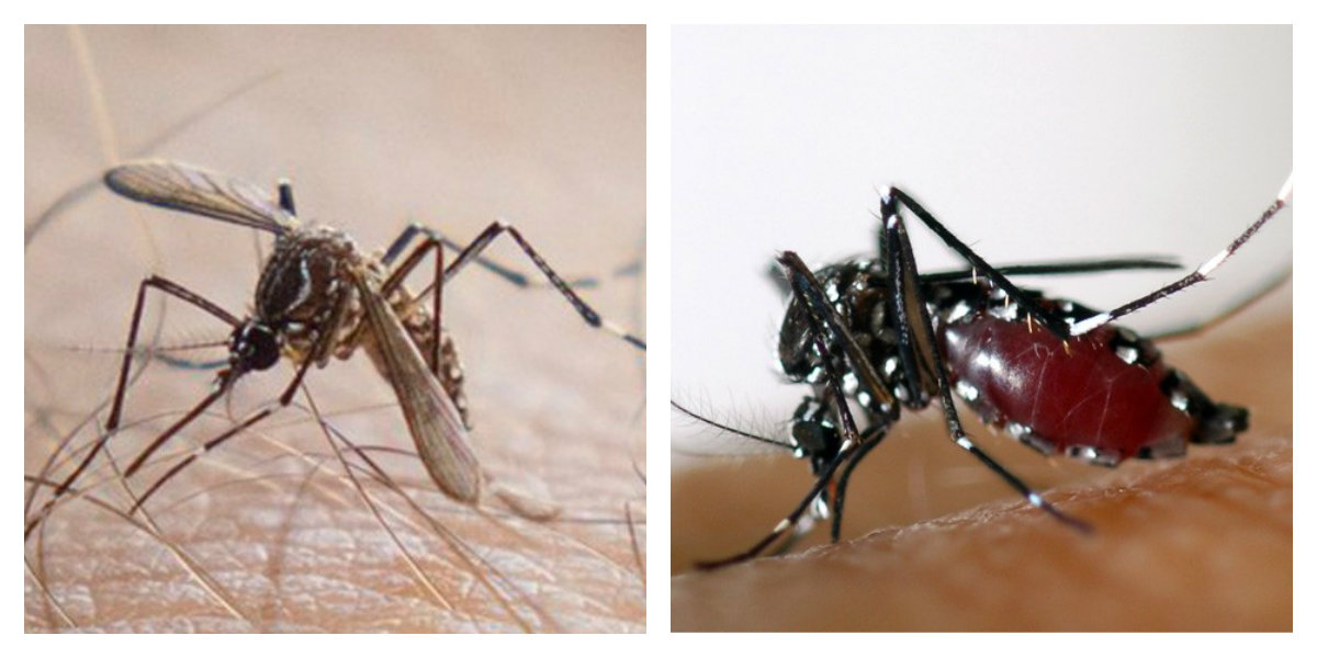 Mosquitos.jpg