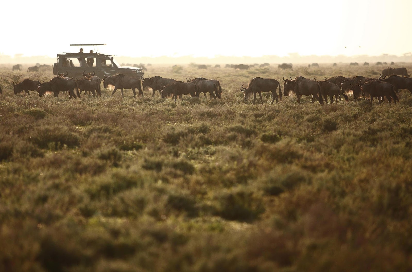 Masai Mara Reserve - Kenya .jpeg