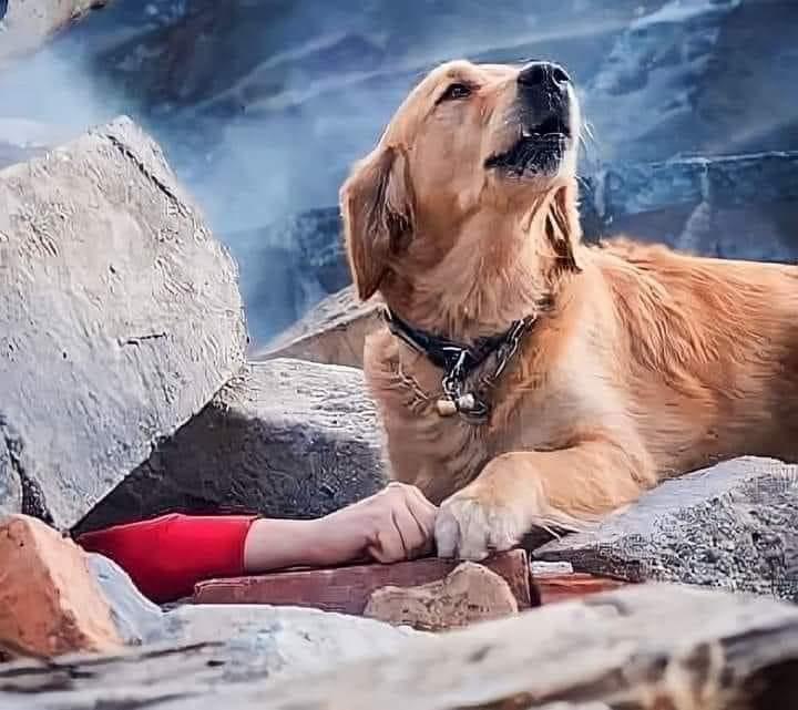 May be an image of dog and outdoors