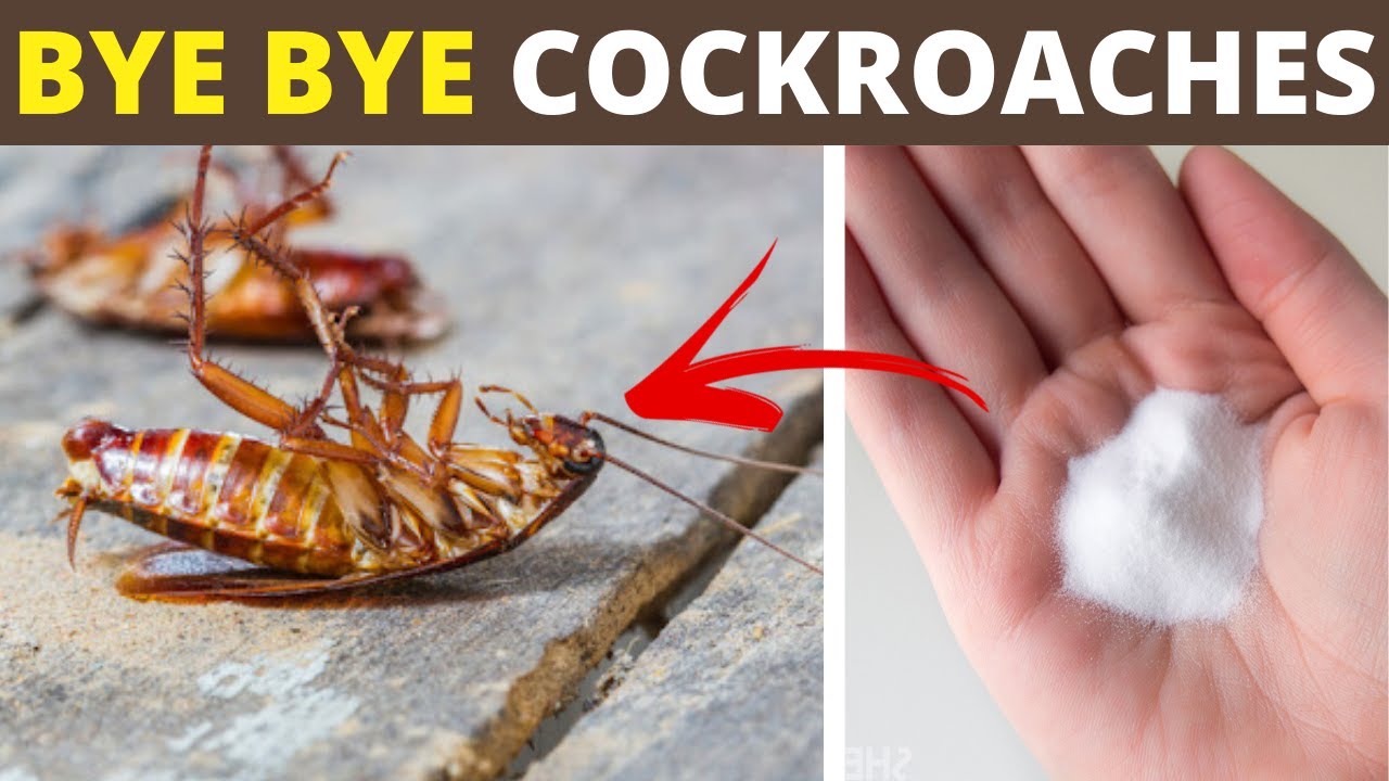 Get Rid of Cockroaches: 4 Easy Home Remedies