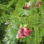 Green leaves of sesbania