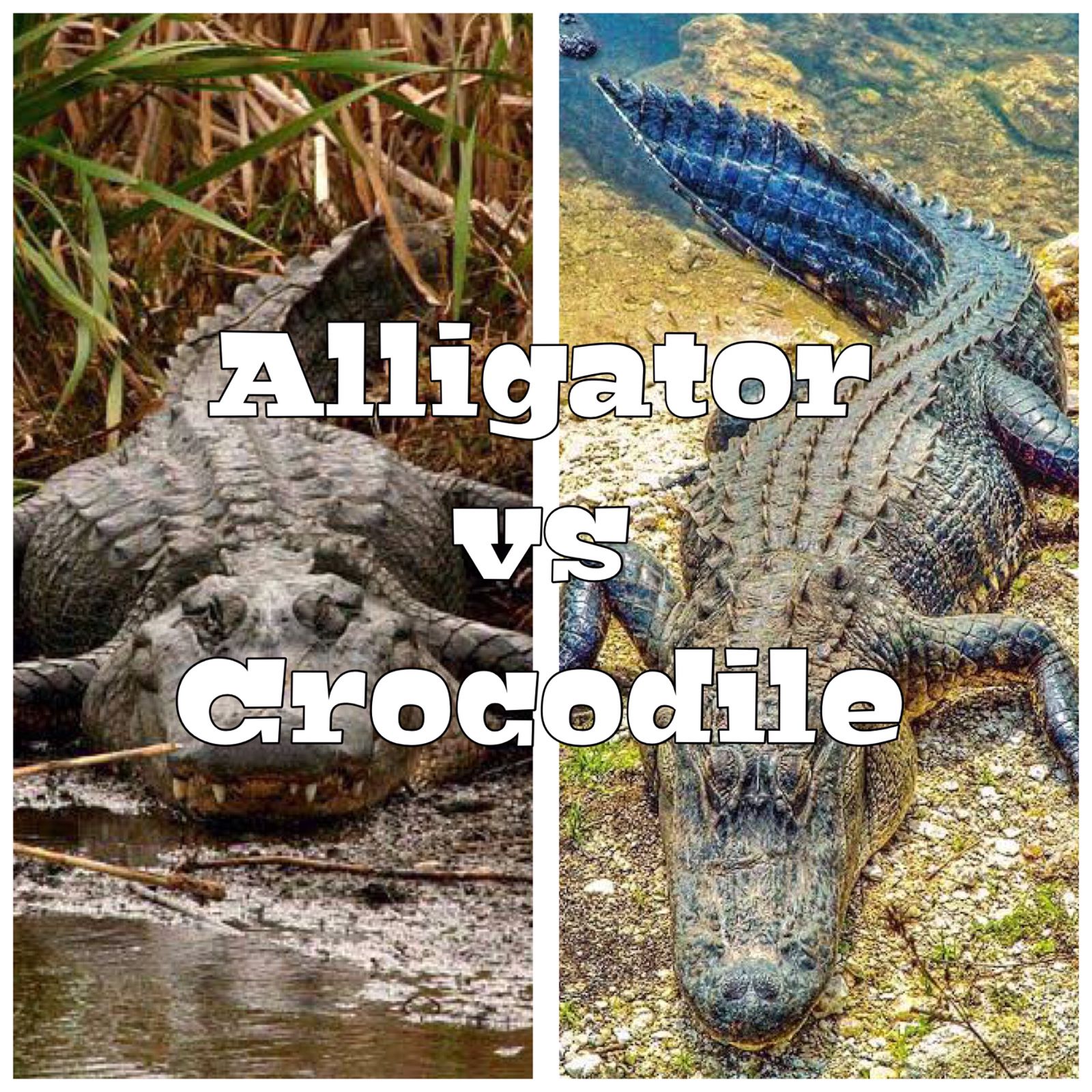 crocodile vs alligator