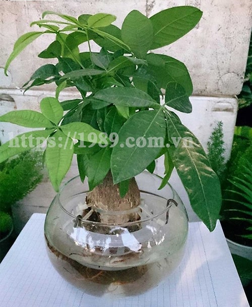 [TOP 15] LOẠI CÂY TRỒNG TRONG NƯỚC ĐẸP, DỄ CHĂM SÓC
