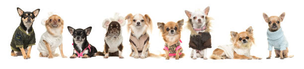 8 Different Types of Chihuahuas