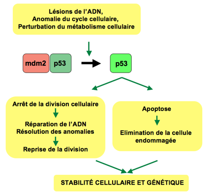 Fichier: P53 Pathway.png