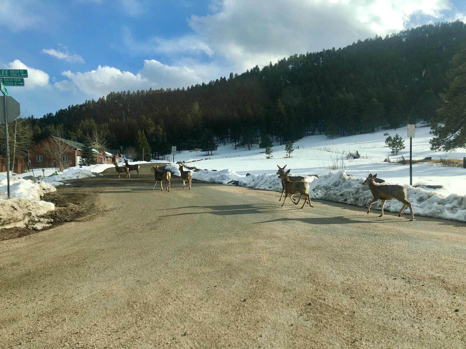Deer running in Denver