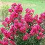 crepe myrtle, fuchsia from www.thetreecenter.com