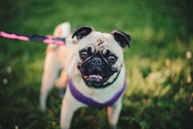Master Pug Training: Ultimate Guide to a Well-Behaved Pup