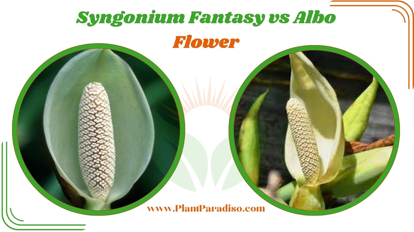 Syngonium Fantasy vs Albo Flower