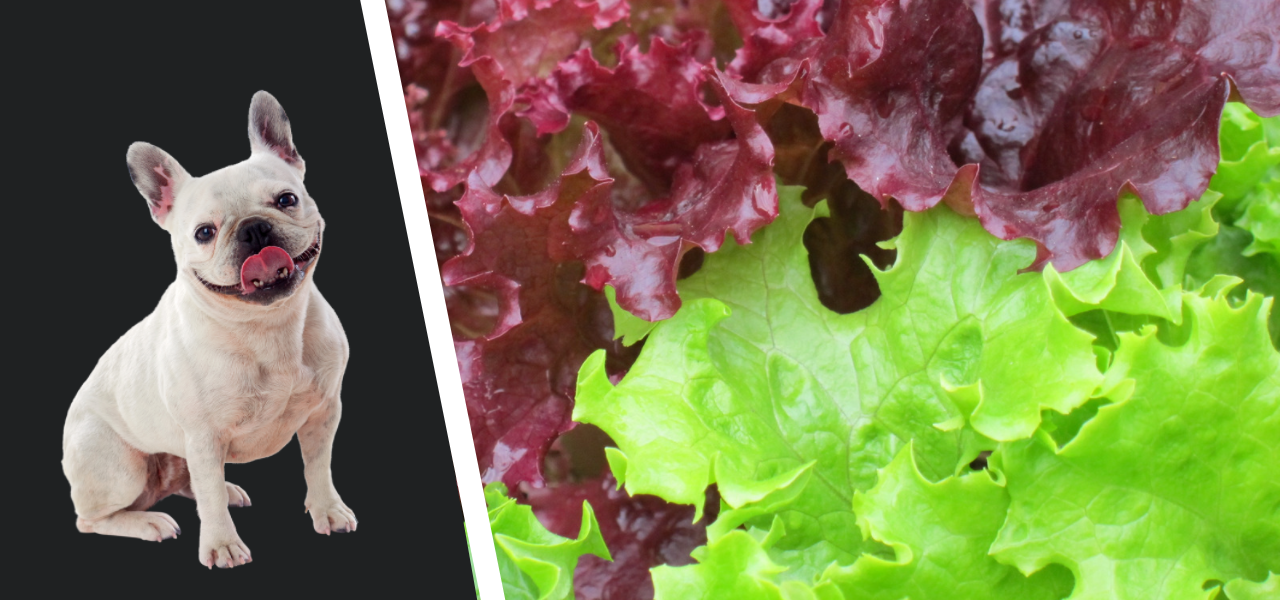 Can Dogs Eat Lettuce? Pet Care Advisors
