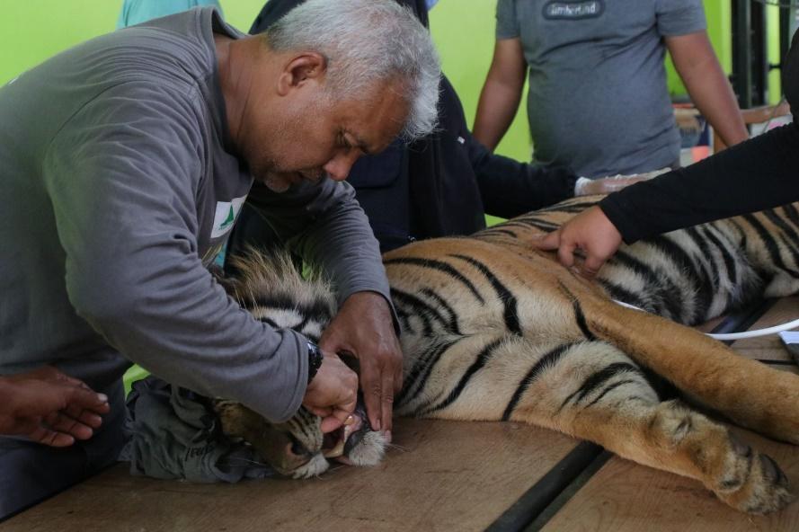 A person petting a tiger

Description automatically generated with medium confidence
