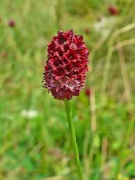 great burnet flower