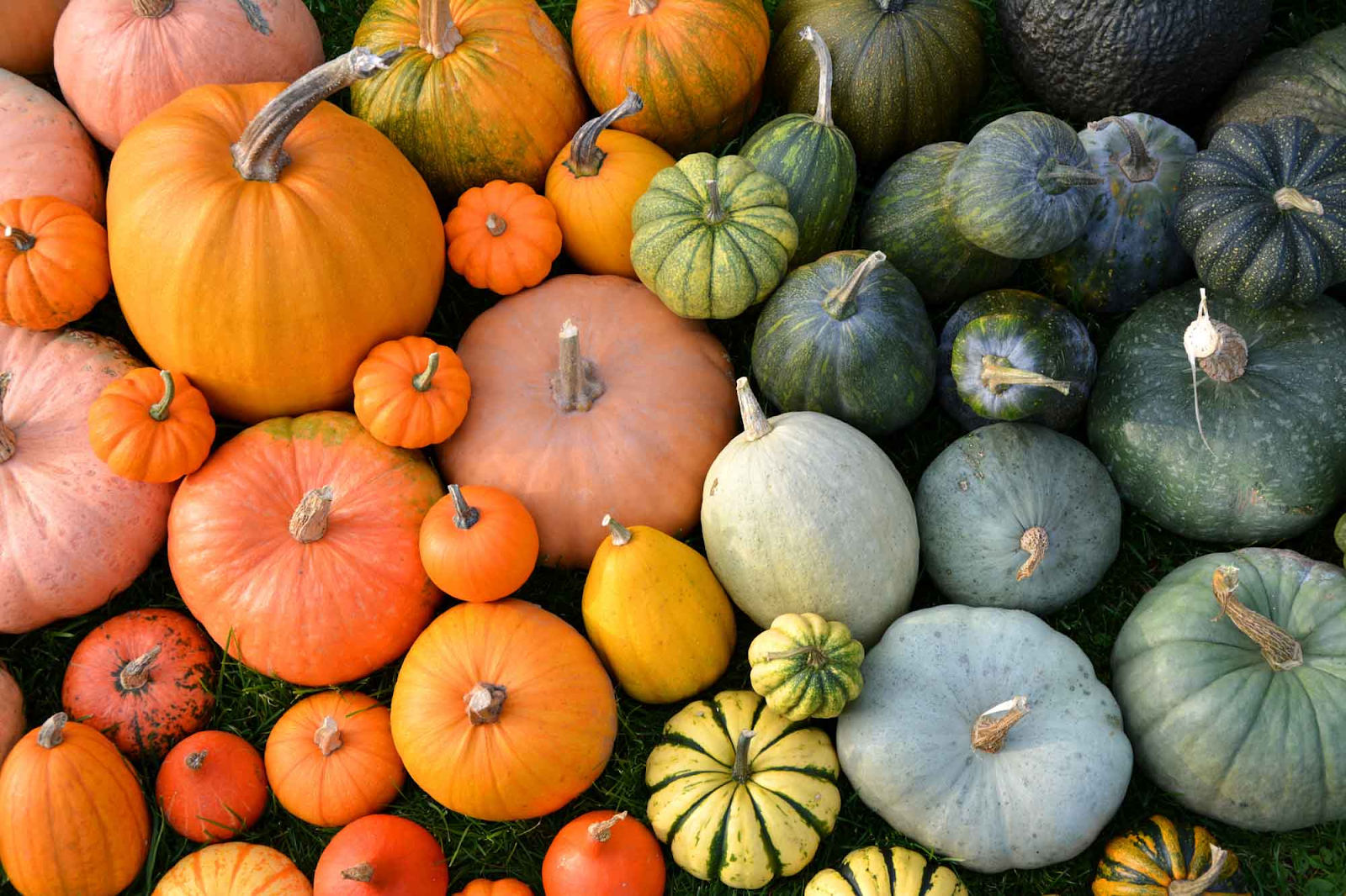 different pumpkin colors 