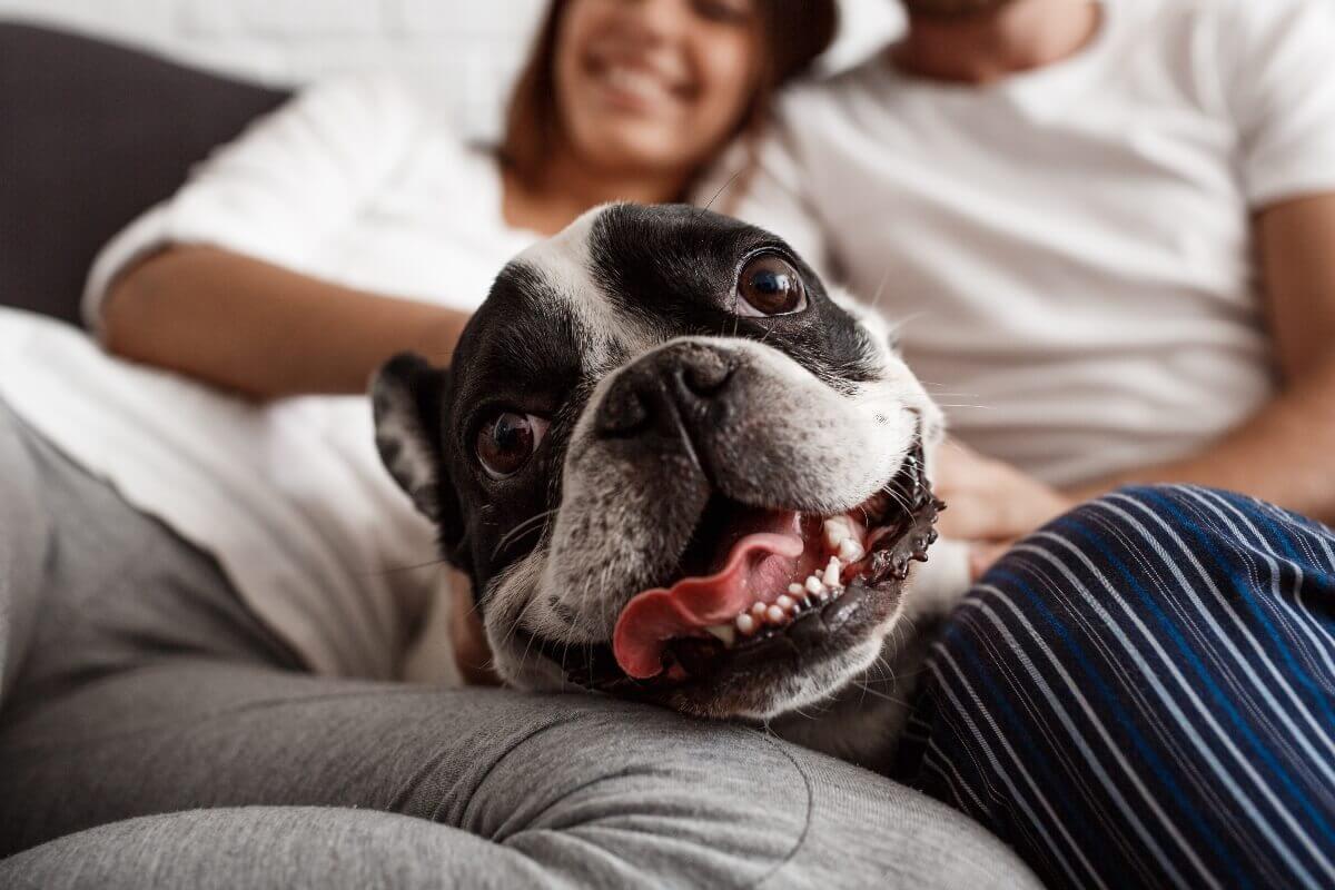 Should I Get a Dog? 6 Things to Consider Before Getting a Dog