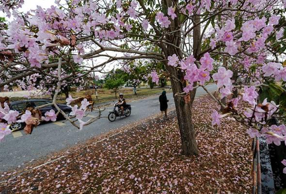 A picture containing outdoor, tree, ground, road

Description automatically generated