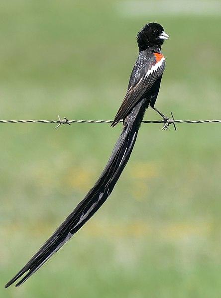 File:Long-tailed Widowbird (Euplectes progne) male .... (46718360972).jpg