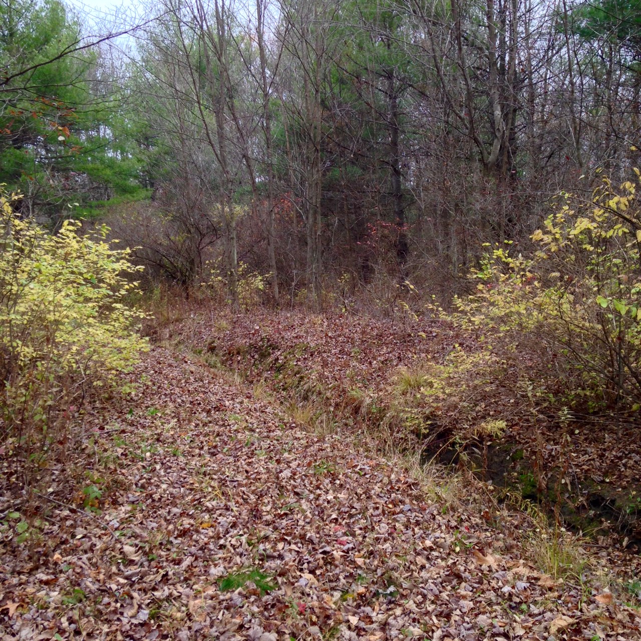 WOODS1.jpg