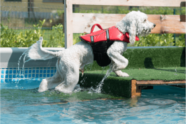 White dog in red life jacket exiting pool on a ramp